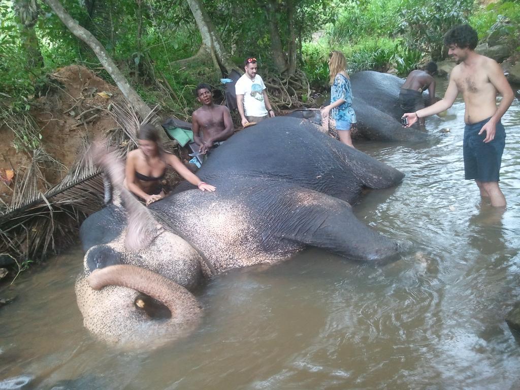 Jungle Village Homestay Pinnawala  Exteriér fotografie